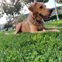 Golden Retriever, Köpek  LENA fotoğrafı