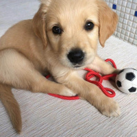 Golden Retriever, Köpek  LENA fotoğrafı