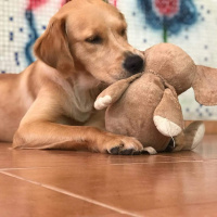 Golden Retriever, Köpek  LENA fotoğrafı