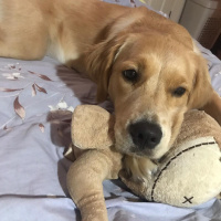 Golden Retriever, Köpek  LENA fotoğrafı