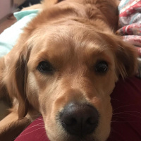 Golden Retriever, Köpek  LENA fotoğrafı