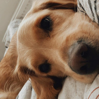 Golden Retriever, Köpek  LENA fotoğrafı