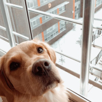 Golden Retriever, Köpek  LENA fotoğrafı