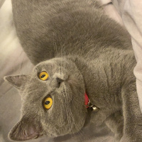 British Shorthair, Kedi  Çakıl fotoğrafı