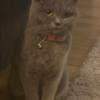 British Shorthair, Kedi  Çakıl fotoğrafı