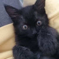 Tekir Kedi, Kedi  Bitter fotoğrafı