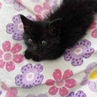 Tekir Kedi, Kedi  Bitter fotoğrafı