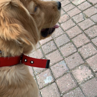 Golden Retriever, Köpek  Bal fotoğrafı