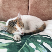 Tekir Kedi, Kedi  Ceku fotoğrafı