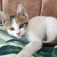 Tekir Kedi, Kedi  Ceku fotoğrafı