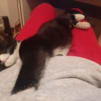 Tekir Kedi, Kedi  Karam fotoğrafı