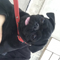 Pug, Köpek  Miço fotoğrafı