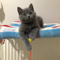 British Shorthair, Kedi  İncir fotoğrafı