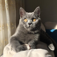 British Shorthair, Kedi  İncir fotoğrafı