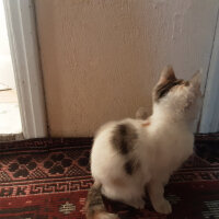 Tekir Kedi, Kedi  Kartopu fotoğrafı