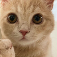 Scottish Fold, Kedi  Barbi & Peri fotoğrafı