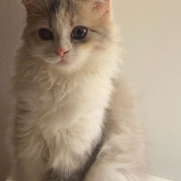 Scottish Fold, Kedi  Barbi & Peri fotoğrafı