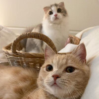 Scottish Fold, Kedi  Barbi & Peri fotoğrafı