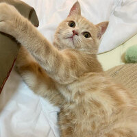 Scottish Fold, Kedi  Barbi & Peri fotoğrafı