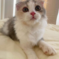 Scottish Fold, Kedi  Barbi & Peri fotoğrafı