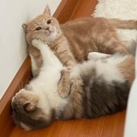 Scottish Fold, Kedi  Barbi & Peri fotoğrafı