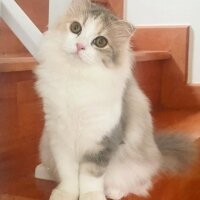 Scottish Fold, Kedi  Barbi & Peri fotoğrafı