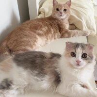 Scottish Fold, Kedi  Barbi & Peri fotoğrafı