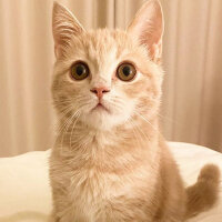 Scottish Fold, Kedi  Barbi & Peri fotoğrafı