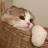 Scottish Fold, Kedi  Barbi & Peri fotoğrafı