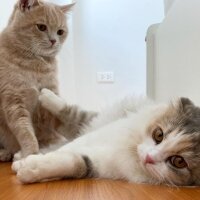 Scottish Fold, Kedi  Barbi & Peri fotoğrafı