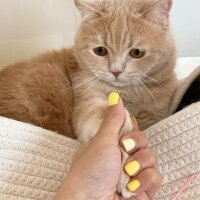 Scottish Fold, Kedi  Barbi & Peri fotoğrafı