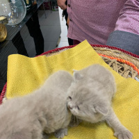 Sarman, Kedi  Leon fotoğrafı