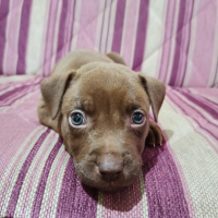 Amerikan Pitbull Terrier, Köpek  MOCHA fotoğrafı