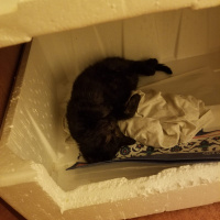 Bombay, Kedi  Zeytin fotoğrafı