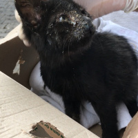 Bombay, Kedi  Zeytin fotoğrafı