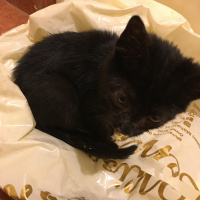 Bombay, Kedi  Zeytin fotoğrafı