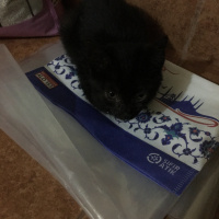 Bombay, Kedi  Zeytin fotoğrafı
