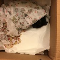 Bombay, Kedi  Zeytin fotoğrafı