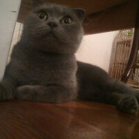 Scottish Fold, Kedi  Kızım fotoğrafı