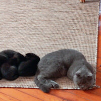 Scottish Fold, Kedi  Kızım fotoğrafı