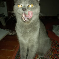 Scottish Fold, Kedi  Kızım fotoğrafı