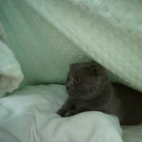 Scottish Fold, Kedi  Kızım fotoğrafı