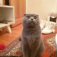 Scottish Fold, Kedi  Kızım fotoğrafı