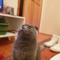 Scottish Fold, Kedi  Kızım fotoğrafı