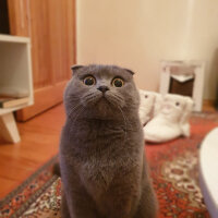 Scottish Fold, Kedi  Kızım fotoğrafı