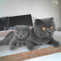 Scottish Fold, Kedi  Kızım fotoğrafı