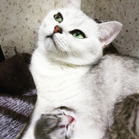Scottish Fold, Kedi  Serif fotoğrafı