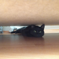 Bombay, Kedi  Kömür fotoğrafı