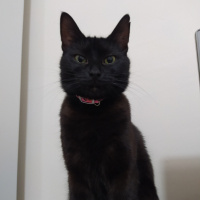 Bombay, Kedi  Kömür fotoğrafı