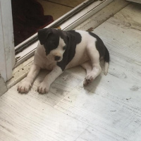 Amerikan Pitbull Terrier, Köpek  Poonie fotoğrafı